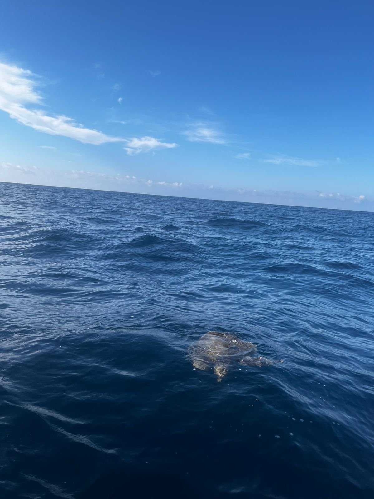 Delfines Puerto Escondido
